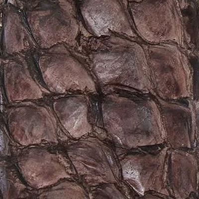Pirarucu